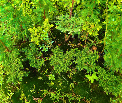 Austin Texas Miniature Forests